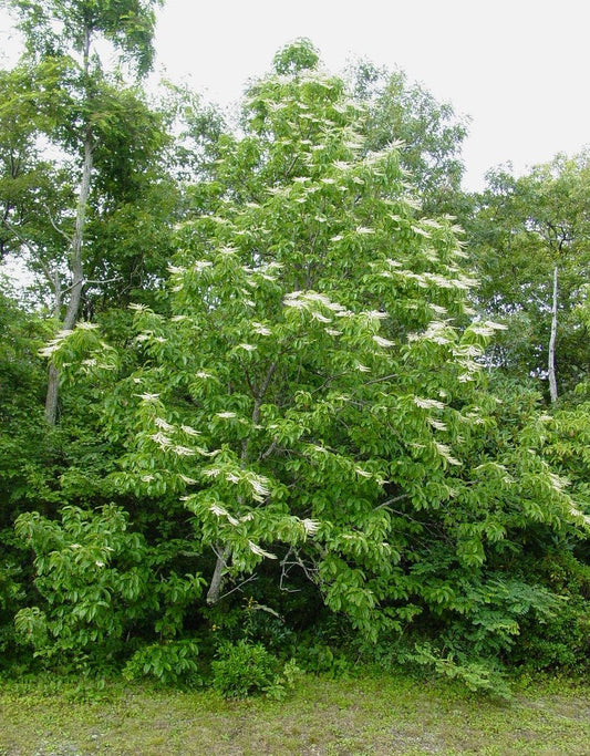 What Makes Sourwood Honey So Rare (and So Good)