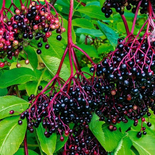 Does Elderberry Syrup Actually Work?